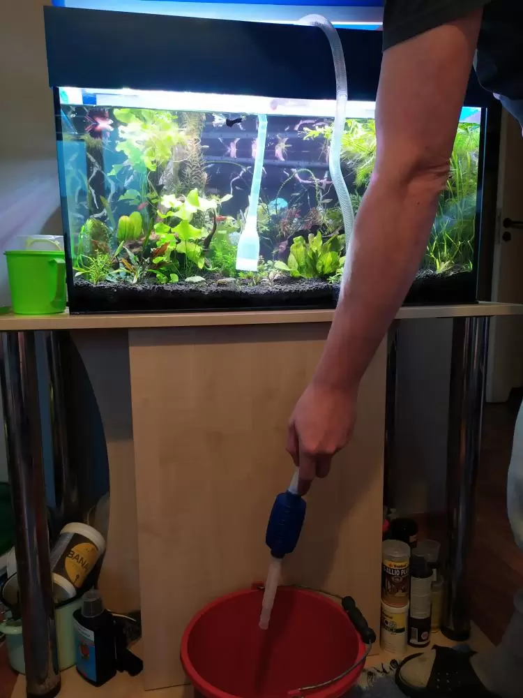 Vacuuming the substrate in the aquarium