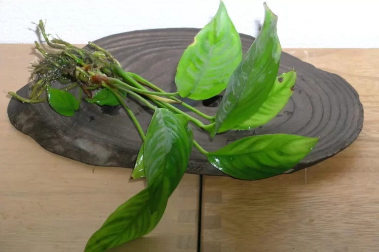 Anubias heterophylla / image credit. S.Tanaka