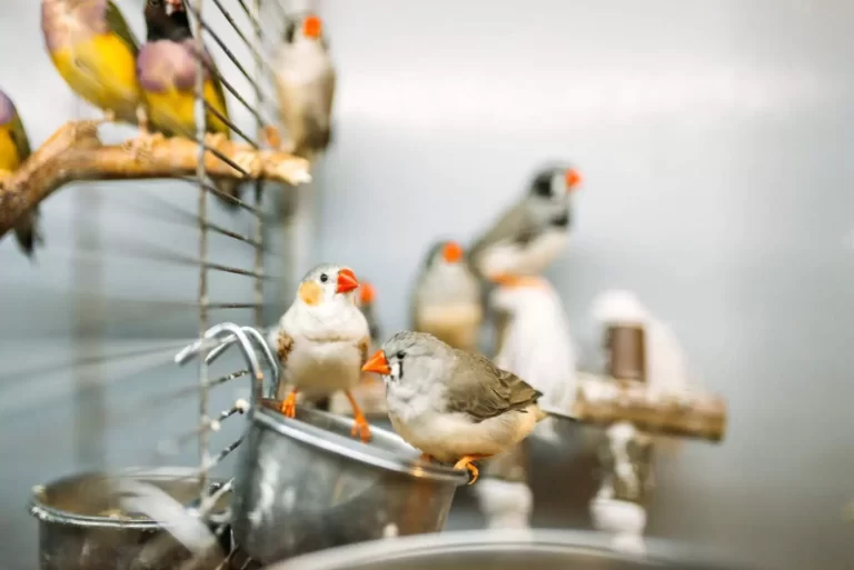 Domestic birds sitting on a stick in pet shop