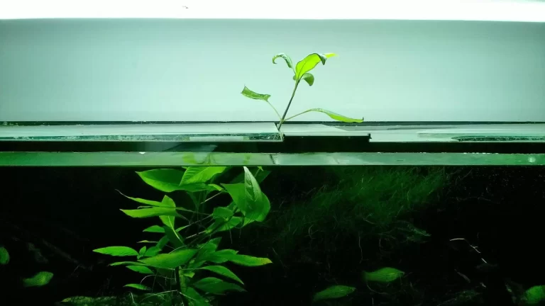 Higrophila carymbosa