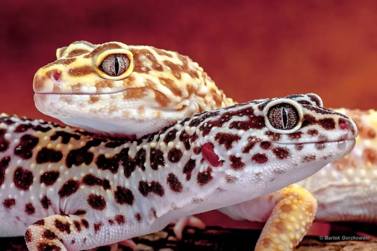 Eublepharis macularius