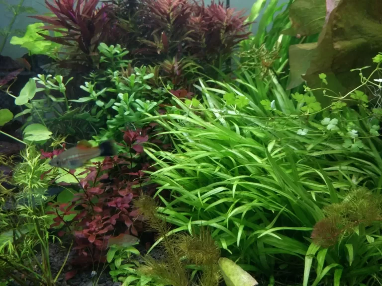 Limnophila aromatica, Hedyotis salzmanii, Ludwigia sp. mini 'Super Red', Echinodorus tenellus