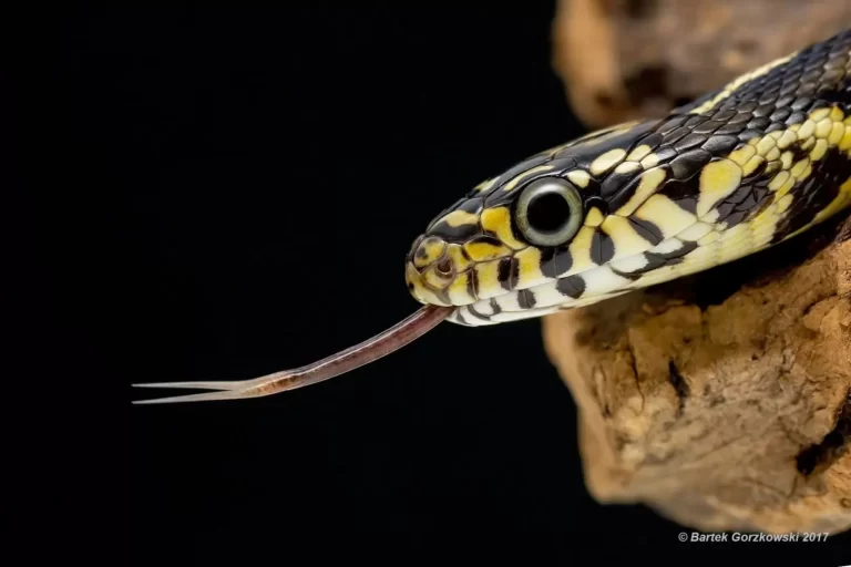 Sinacorn, a cross between Pantherophis guttatus and Lampropeltis triangulum sinaloae