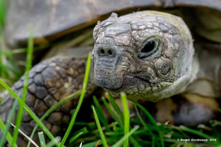 Testudo horsfieldii)