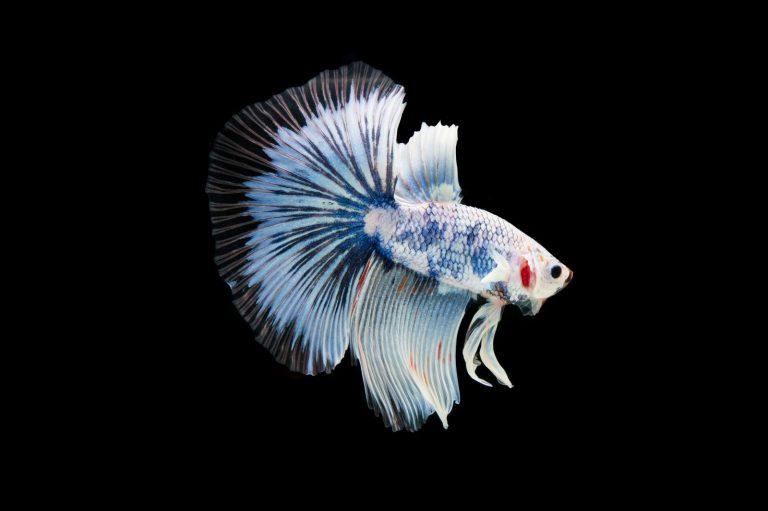 Betta fish – unknown common fish (myths & facts)