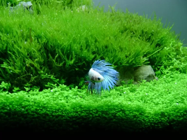 Aquarium mosses can dominate the arrangement