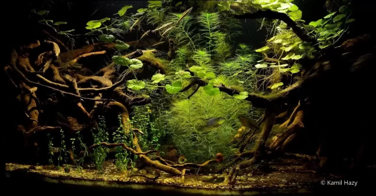 What is a biotope aquarium?