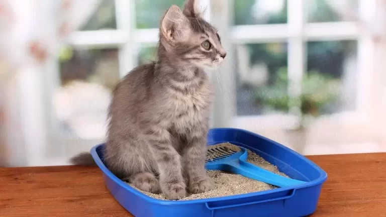 Cat litter – what to choose, types