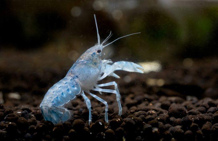 Shrimps in the aquarium – What You need to know