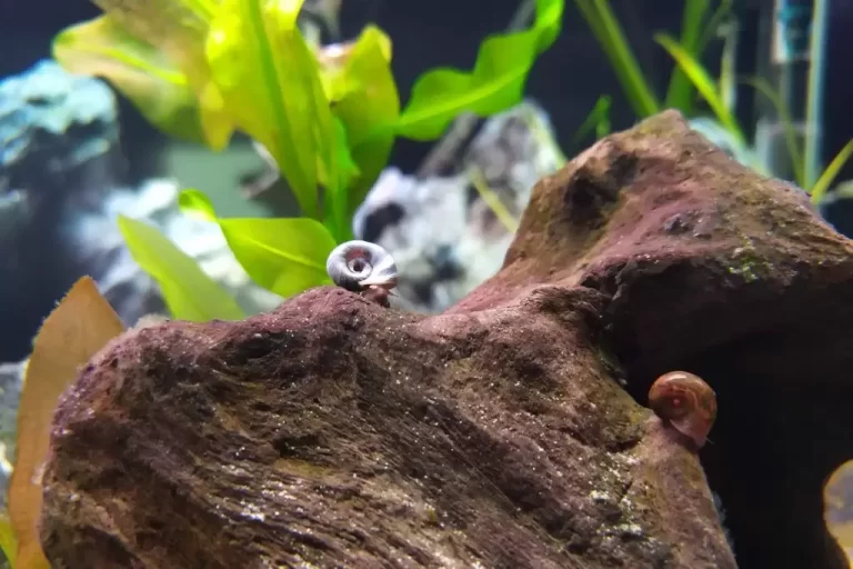 ramshorn snail