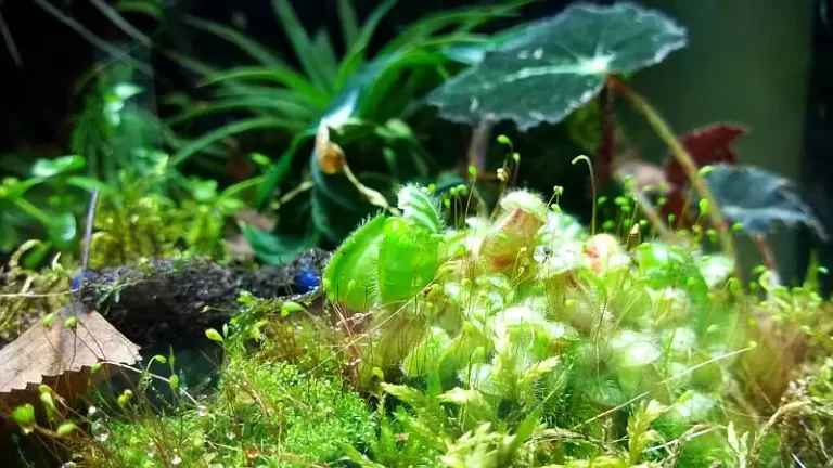 Biologically active substrates in the terrarium